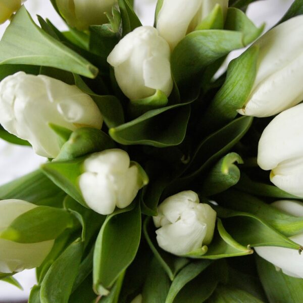 von Tulpen und veganen Geburtstagskuchen