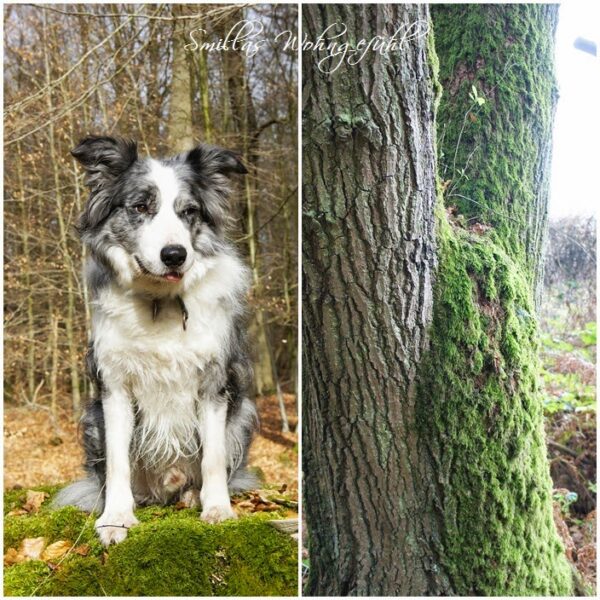 Waldspaziergang  und FACTS