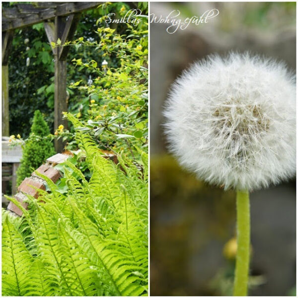 [Typisch für]…..meine Blumen im Mai