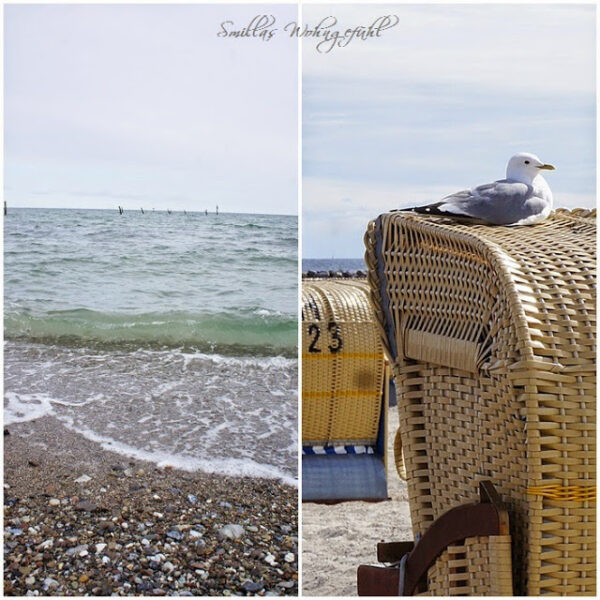 Ostsee-Impressionen und Freitagsblüten