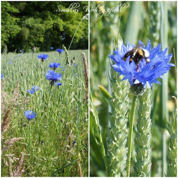 Sommerspaziergang und Gartenimpressionen