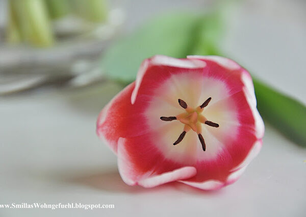 [BÜCHERLIEBE] trifft auf Freitagsblumen: Inspiration für kreatives Wohnen