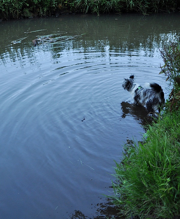 Hund im Wasser