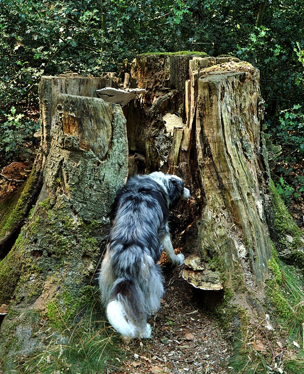 Jasper beim Suchspiel