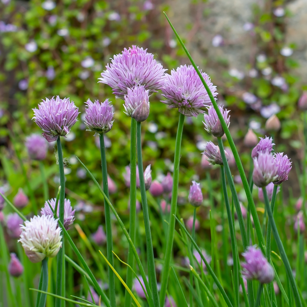 schnittlauch in Blüte