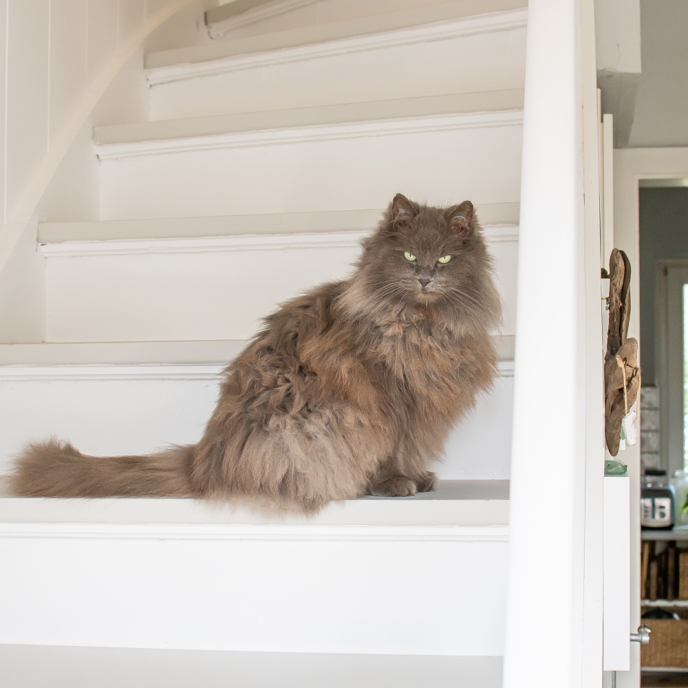 katze auf treppe